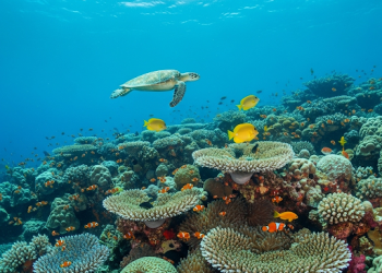 Menyelami Keindahan Bawah Laut Bunaken