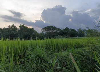 Dendam Lama yang Bangkit dari Akar dan Bayangan