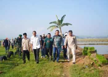 Pringsewu Genjot Ketahanan Pangan Lewat Program Corporate Farming